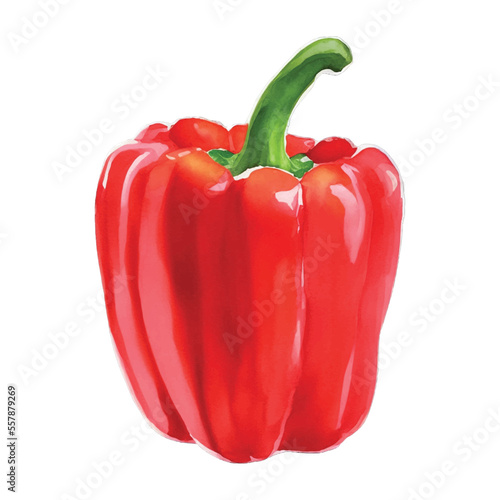 paprika hand drawn with watercolor painting style illustration
