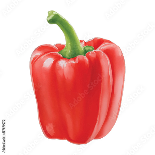 paprika hand drawn with watercolor painting style illustration