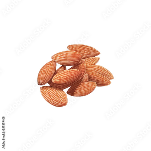 almond hand drawn with watercolor painting style illustration