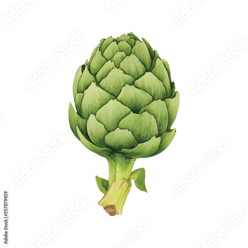 artichoke hand drawn with watercolor painting style illustration