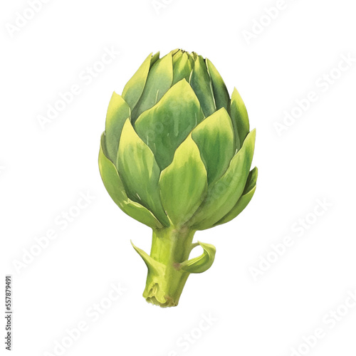 artichoke hand drawn with watercolor painting style illustration