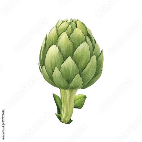 artichoke hand drawn with watercolor painting style illustration