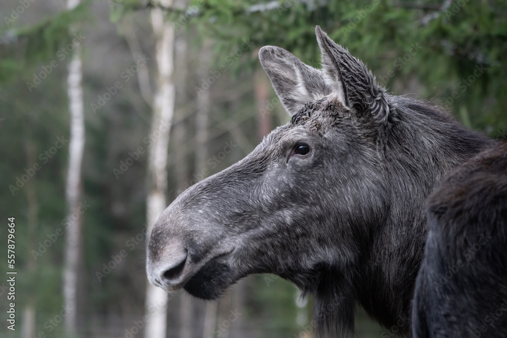 Portrait of a moose in forest.