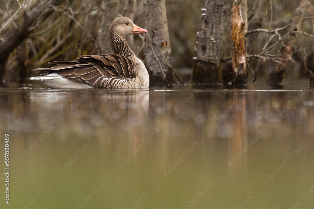 goose portrait with bokeh on water surface goose portrait with bokeh on water surface