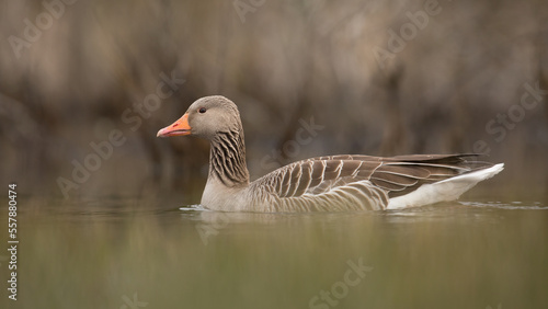 goose on the water, anser anser