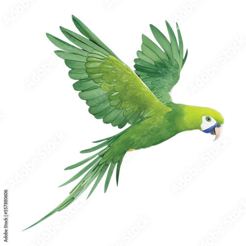 green parrot hand drawn with watercolor painting style illustration