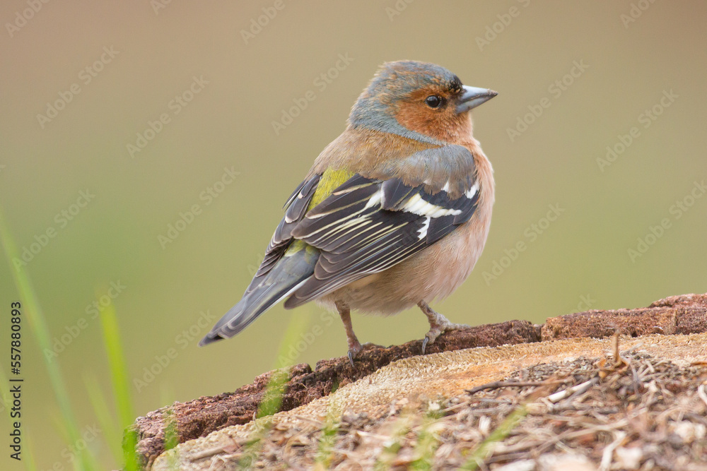 Fototapeta premium male of common chaffinch, Fringilla coelebs