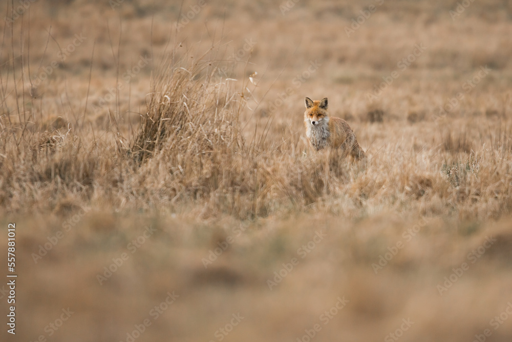 Naklejka premium fox in the grass