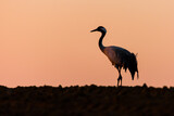 common crane on the sunset