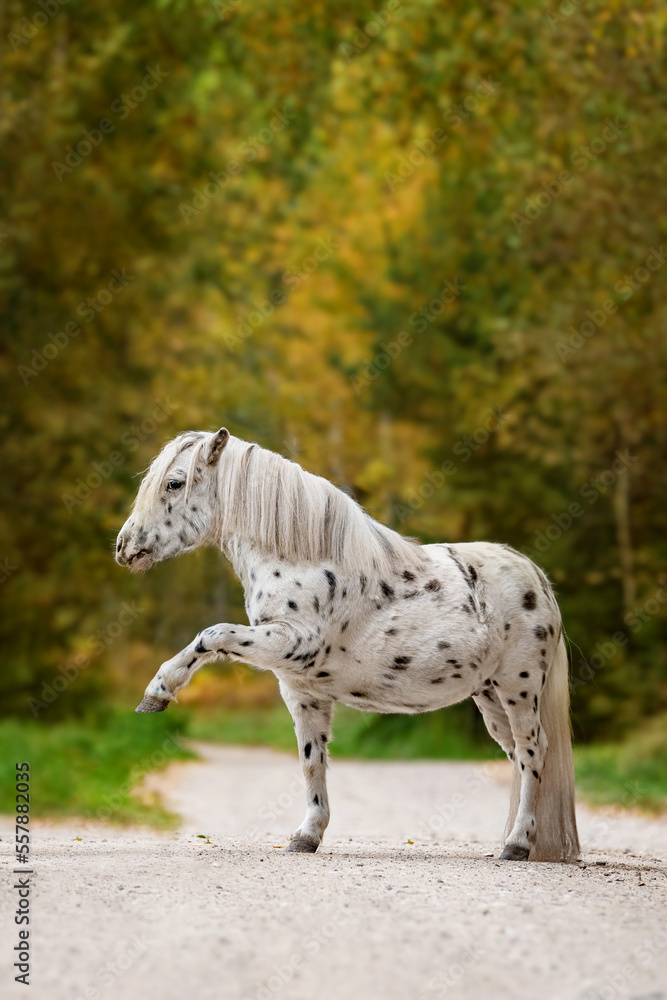 Beautiful appaloosa pony in autumn