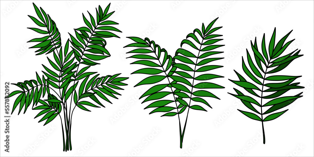 Set of various palm leaves. Colored vector elements of exotic nature on a white background.Realistic sketch.