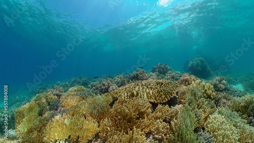 Tropical Fish Corals Marine Reef. Underwater Sea Tropical Life. Tropical underwater sea fishes. Underwater fish reef marine. Tropical colorful underwater seascape. Philippines.