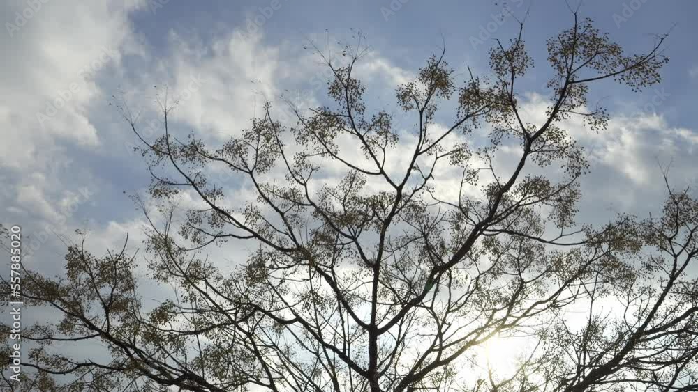 Blue winter sky, dreary landscape of dead trees swaying in the wind Blue winter sky, dreary landscape of dead trees swaying in the wind