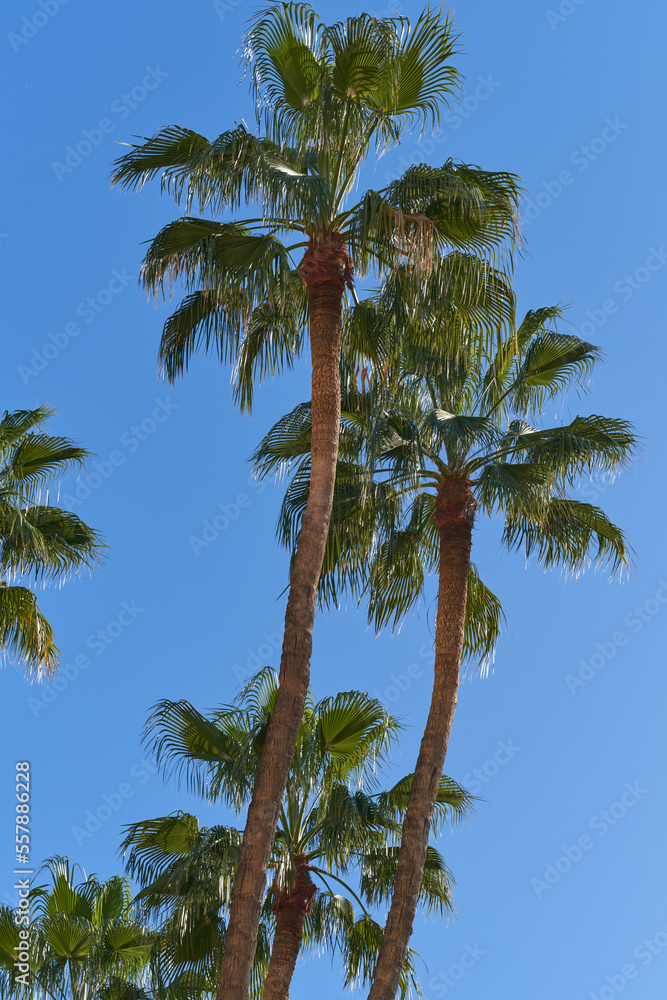 palm trees seen from below on blue sky background with copy space