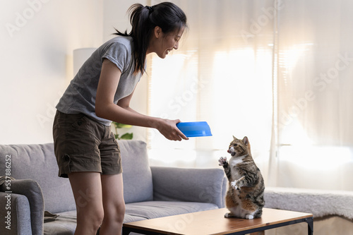 Young Asian woman cat owner giving food to her cute domestic cat at home. Adorable shorthair cat be feed by owner in living room. Human and pet relation domestic lifestyle concept. Focus on cat.