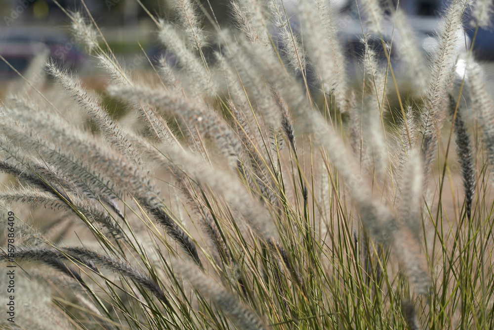 Fototapeta premium golden wheat field and sunny day