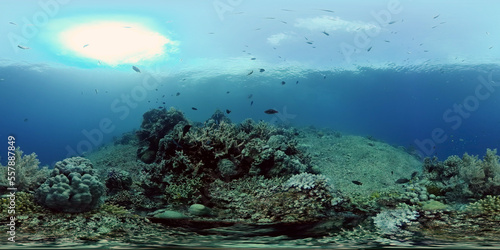 Fototapeta Naklejka Na Ścianę i Meble -  Sea coral reef. Underwater Tropical Sea Seascape. Tropical fish reef marine. Philippines. Virtual Reality 360.