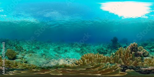 Coral reef and tropical fishes. Coral Reef and Fishes Underwater. The underwater world of the Philippines. 360 panorama VR