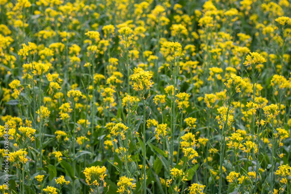 Close up mustard flowers in the agricultural field Close up mustard flowers in the agricultural field