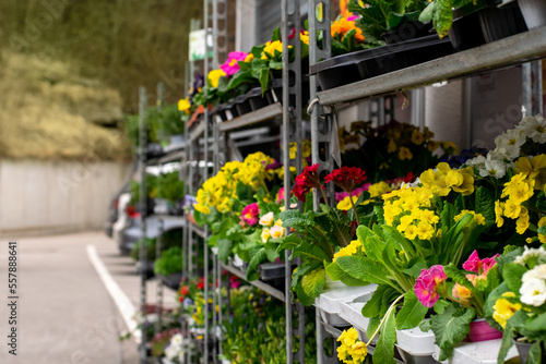 A lot of spring flowers in pots are sold in the shop on the street.