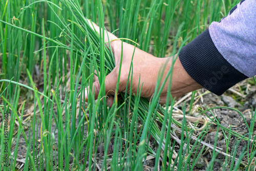 A farmer collecting young onion plants from seedbeds for replantation