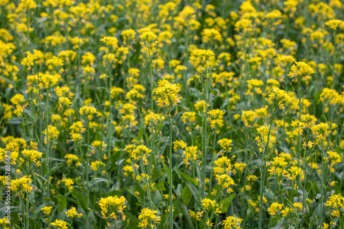 Close up mustard flowers in the agricultural field