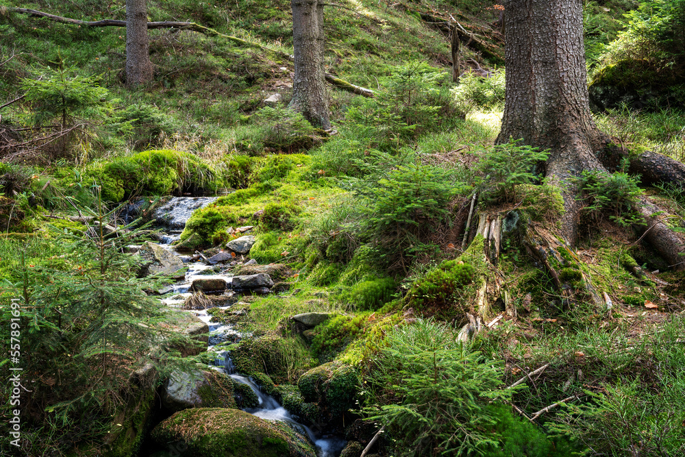 Green forest landscape