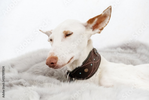 Portrait of a white dog breed Podenco Ibizanco or Ibizan Hound