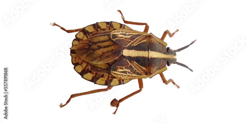 Worldwide pest brown marmorated stink bug Halyomorpha halys (adult). an invasive species from Asia. lat. Heteroptera, Isolated on white. A common pest that invades gardens and crops photo