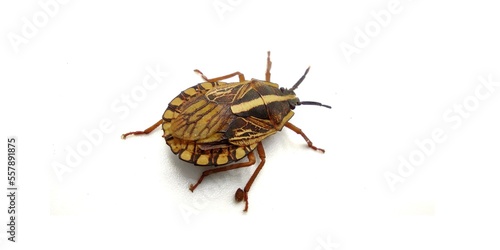 Worldwide pest brown marmorated stink bug Halyomorpha halys (adult). an invasive species from Asia. lat. Heteroptera, Isolated on white. A common pest that invades gardens and crops photo