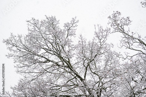 Wallpaper Mural légére couche de neige sur les arbres Torontodigital.ca