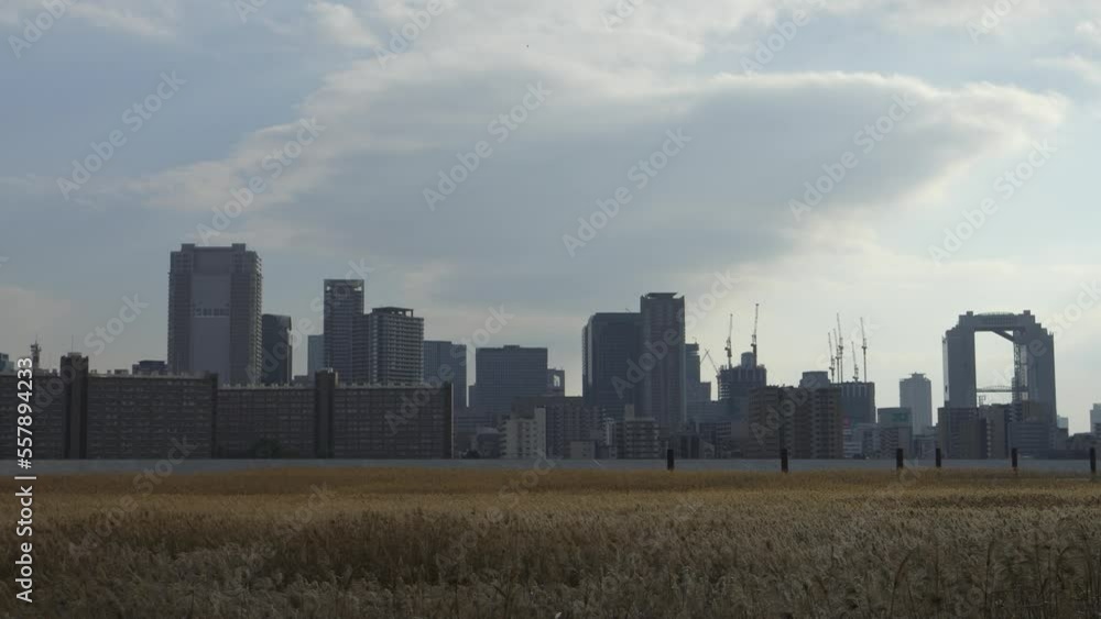 Osaka Umeda City, beautiful scenery of silver grass field on the Yodo River Osaka Umeda City, beautiful scenery of silver grass field on the Yodo River