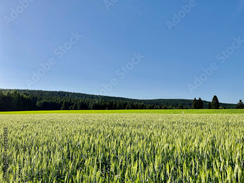 Green wheat field