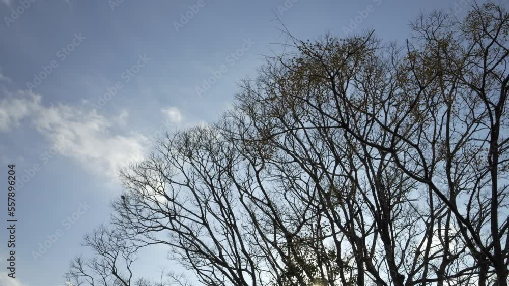 Blue winter sky, dreary landscape of dead trees swaying in the wind Blue winter sky, dreary landscape of dead trees swaying in the wind