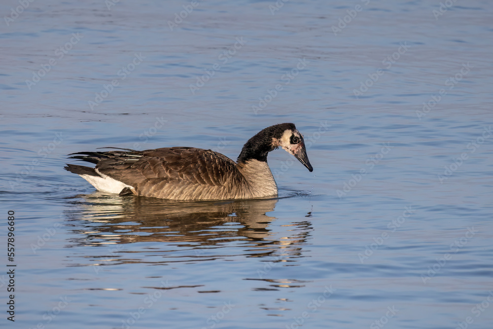 Fototapeta premium A Canada goose with a ragged feather, possibly having hit wires or escaped from the clutches of a predator
