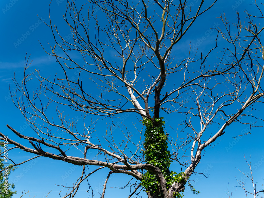 A dead leafless tree against a blue cloudless sky. Tree branches, ivy on a tree trunk. Bare tree under blue sky A dead leafless tree against a blue cloudless sky. Tree branches, ivy on a tree trunk. Bare tree under blue sky