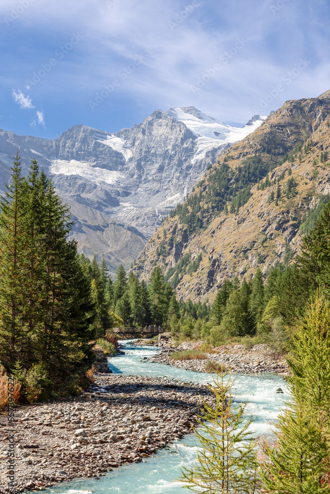 Vertical panorama of stormy Alpine water stream in Gran Paradiso National Park runs along rapids on evergreen pine forested gorge and misty snowy granite rocks ahead. Aosta valley, Italy