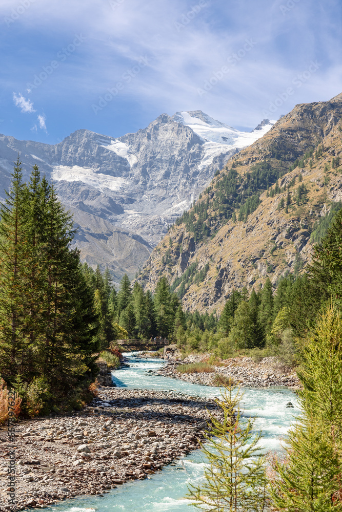 Obraz premium Vertical panorama of stormy Alpine water stream in Gran Paradiso National Park runs along rapids on evergreen pine forested gorge and misty snowy granite rocks ahead. Aosta valley, Italy