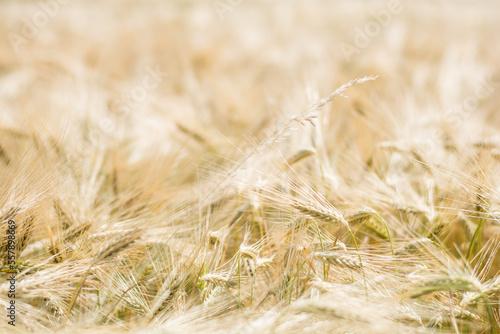 Golden wheat field close up