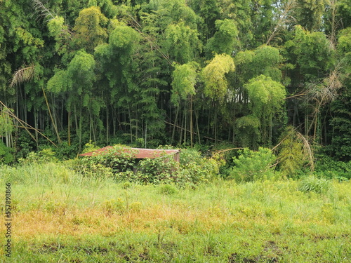 田舎の風景　竹林と朽ち果てた小屋