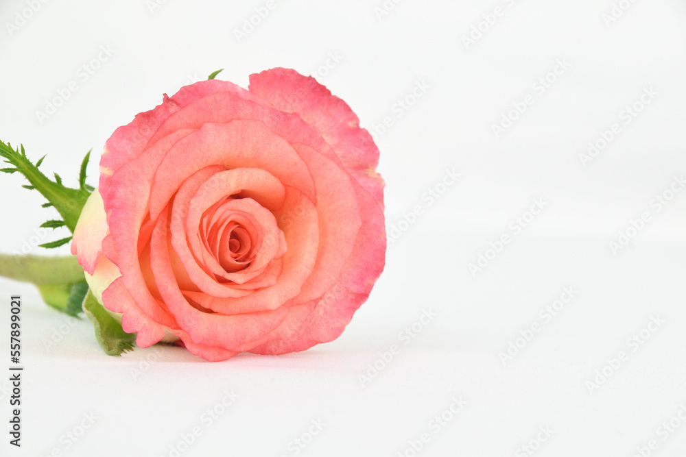 Fototapeta premium Close up of a two toned pink and yellow rose laying down isolated on a white elegant background