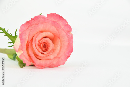 Close up of a two toned pink and yellow rose laying down isolated on a white elegant background photo