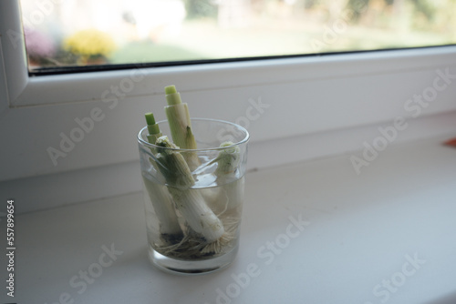 Green onion in a glass is being grown hydroponically