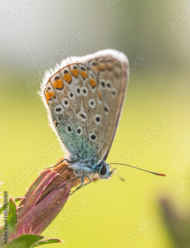 Wallpaper Mural Butterfly Torontodigital.ca