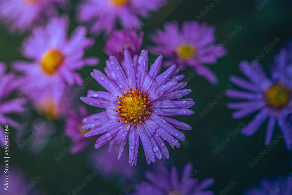 Garden flower Garden flower