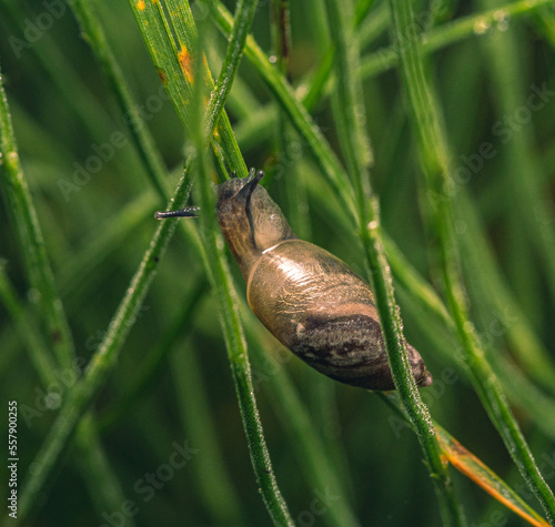 Snail photo