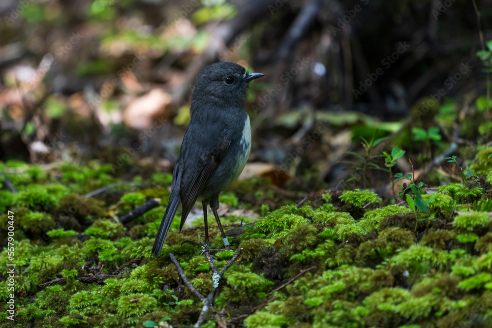 Obraz premium The South Island robin (Petroica australis)