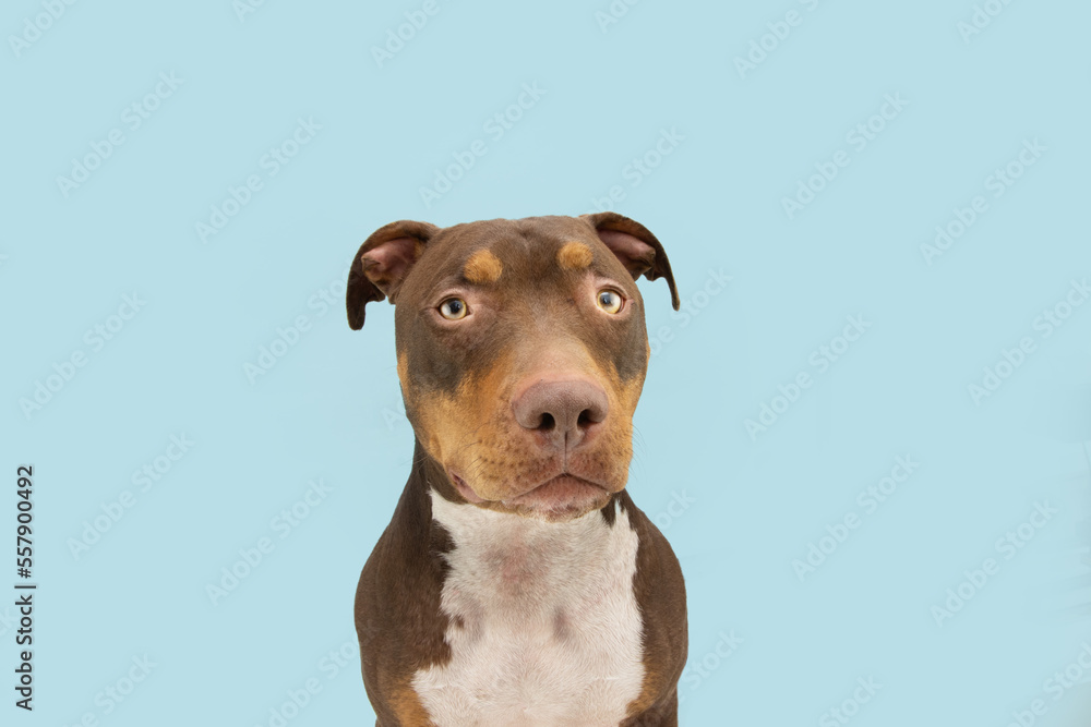 Portrait mixed-breed american bully dog looking at camera with serious expression face. Isolated on blue pastel background