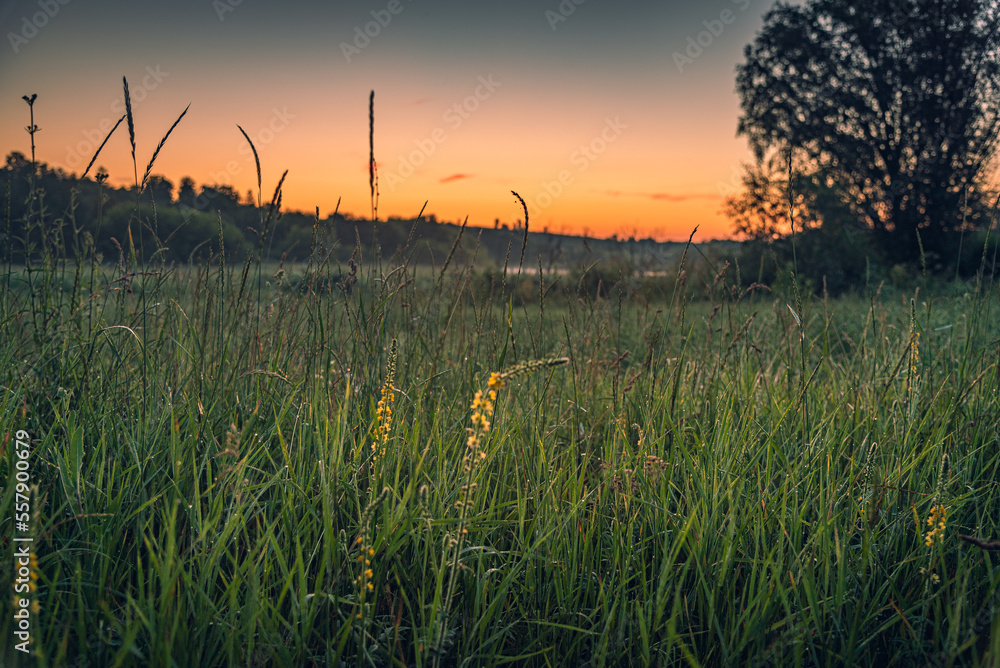 Fototapeta premium Wild flowers