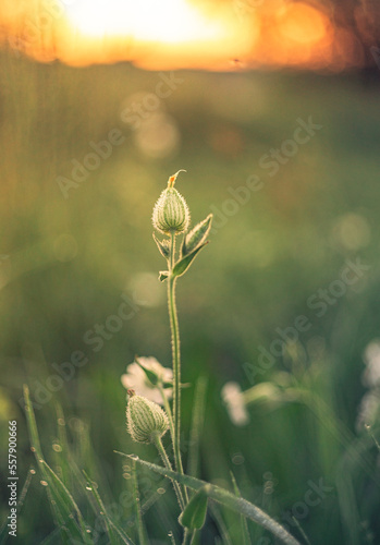 Wild flowers